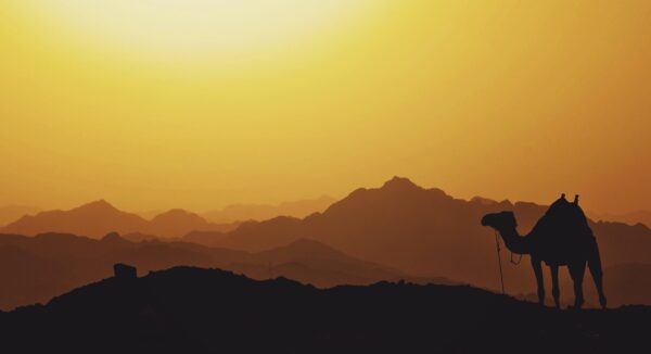 Startups Camelo: sobrevivência no mundo dos negócios