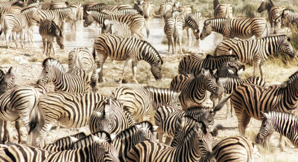 Startups Zebra: a união cria vantagem competitiva